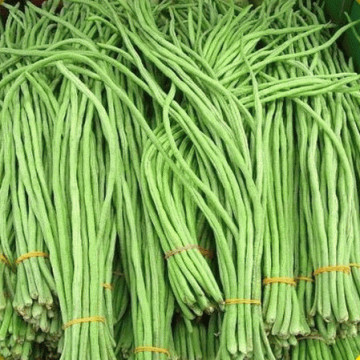 Fasole la metru (30 gr) seminte de fasole verde cilindrica, lungime pastaie 1 metru, foarte productiv, ChemyFarm
