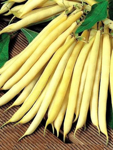 Fasole Pastai Gold - 40 gr- Seminte Fasole Pastai Cilindrice de gradina, Opal