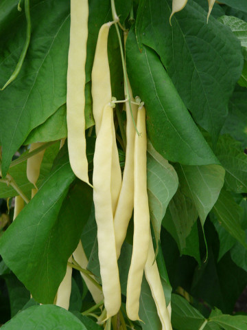 Fasole Urcatoare Golden Gate (20 kg) pastaie lata galbena, fara ate, productie ridicata, Holland Select