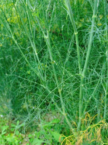 Fenicul Summer Early - Marar pentru bulbi (400 seminte), fenicul bulbi mari, rotunzi, Agrosem