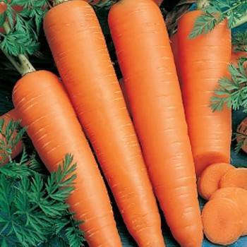 Flakkee seminte morcovi (500 gr) cu radacini usor conice, lungime de 22-24 , Agrosem