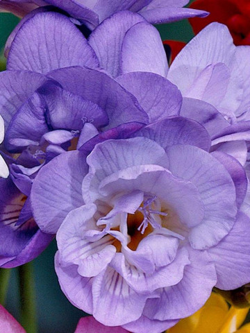 Frezii Double Purple (10 bulbi), flori de culoare violet, parfumate, duble, gofrate, bulbi de flori