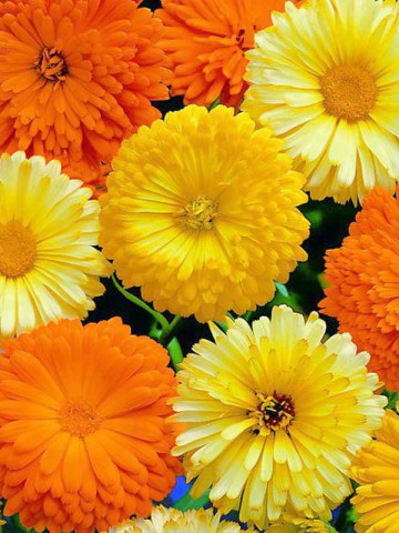 Galbenele Ball's Orange (2 gr) seminte de galbenele colorate in nuante de galben si portocaliu, decorative, Horti Tops