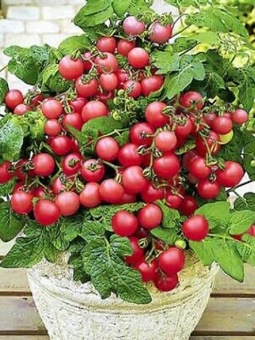 Gartenperle (60 seminte) de rosii soi ornametal cu randament ridicat, Seklos