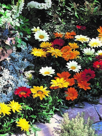 Gazania mix (0.1 gr) seminte de plante anuale cu flori superbe, divers colorate, Agrosem