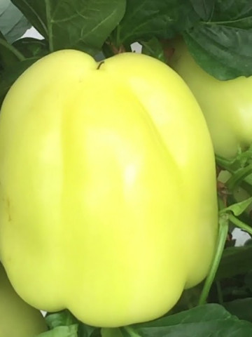 Getic (50 semintele) Ardei Gras Getic Soi Timpuriu Romanesc Tip Dolma Foarte Productiv de la 4 Agro