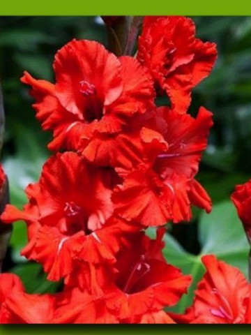 Gladiole Fire Ruffle (7 bulbi), gladiole cu flori mari, bogate, de culoare rosu stralucitor, bulbi de flori