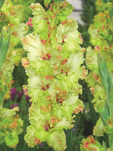 Gladiole Kiev (7 bulbi), gladiole cu flori mari, gofrate, intr-o culoare rara de verde deschis-crem si atingeri de roz, bulbi de flori
