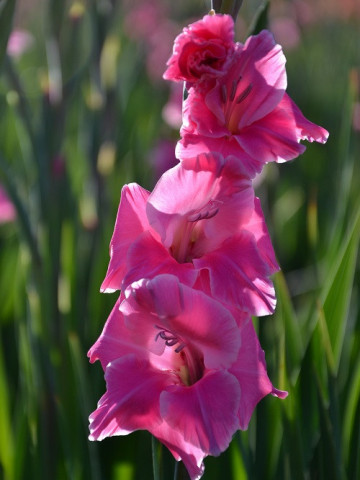 Gladiole Pink Star (4 bulbi), gladiole cu flori mari, in diferite nuante de roz, Yurta