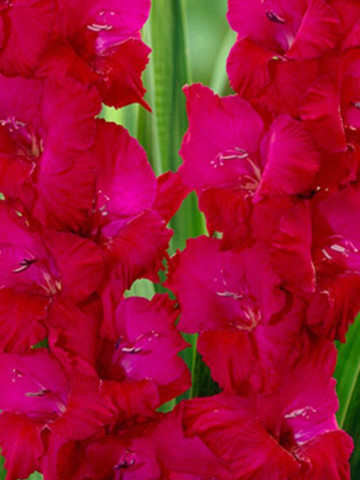 Gladiole Plum Tart (7 bulbi), gladiole cu flori de culoare intensa magenta-purpuriu, bulbi de flori