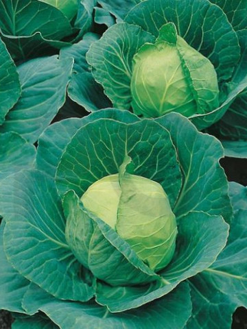 Golden Acre (50 gr) seminte varza alba timpurie, Pop Vriend Olanda