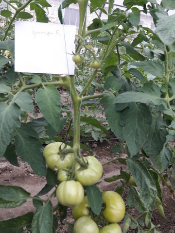 Gramada F1 (0.2 gr) seminte tomate hibrid nou bulgaresc nedeterminat semitimpuriu