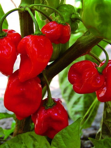 Habanero Red (20 seminte) seminte ardei iute soi mexican, cel mai iute din lume, Florian