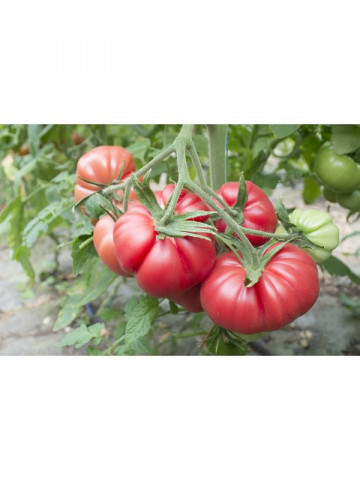HB 101153 F1 tip Monterosa (250 seminte) de tomate roz nedeterminate, Fito Semillas