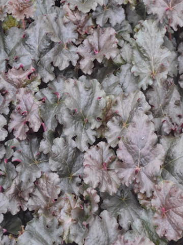 Heuchera World Caffe Expresso (ghiveci 1 L), planta rezistenta, usor de cultivat