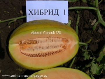 Hibrid 1 F1 - 5 gr - Seminte de Pepene Galben bulgaresti profesionale de la Florian