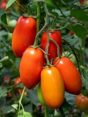 Hummer F1 (250 seminte) tomate prunisoare foarte productive, toleranta la TSWV si temperaturi ridicate, 140 - 160 gr, Fito Semillas