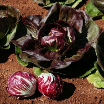 Indigo (5.000 seminte) radicchio rosso ce prezinta maturitate timpurie si o buna uniformitate cu capatani mici ce sunt ideale in prepararea unei salate, Bejo