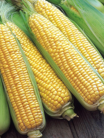 Jubilee F1 (50.000 seminte) porumb zaharat 80 zile extratimpuriu stiuleti de 22 cm, Syngenta