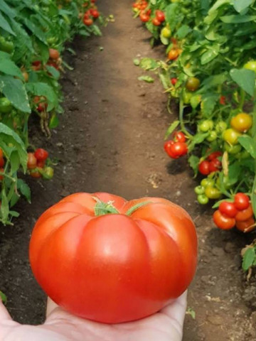 Kingset F1 (500 seminte) rosii nedeterminat productii timpurii ridicate fructe costate usor aplatizate, Syngenta