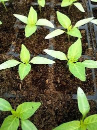 Kiso F1 - 1000 sem - Seminte de portaltoi pentru ardei recomandat in special pentru cresterea puternica la temepraturi scazute de la Takii Seeds
