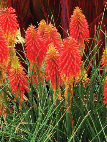 Kniphofia Red hot Popsicle (ghiveci 1,5 L), ideale pentru balcon si gradina