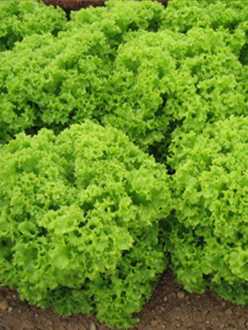 Kriska - 5 grame - Seminte de salata creata cu capatana mare voluminoasa si multe frunze ce au crestaturi facand din acest produs unul usor de valorificat de la Isi Sementi