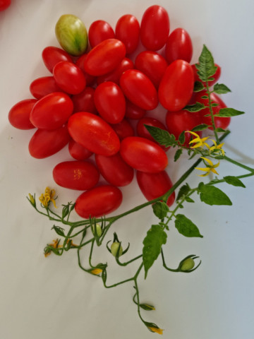 Lacrimioare (10 seminte) tomate cherry cu fructe rosii in forma de ou, soi nou, IZK Maritsa
