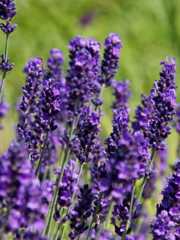 Lavandula Angustifolia Hidcote Compact (ghiveci 1 L), rasad planta aromatica lavanda, flori violet inchis si frunze argintii