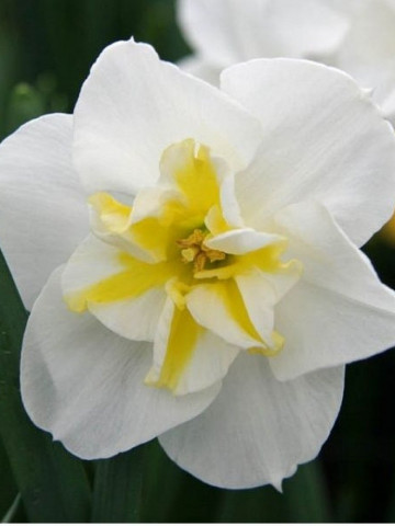 Lemon Beauty (5 bulbi), narcise albe, mijloc alb cu galben, bulbi de flori