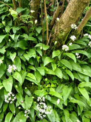 Leurda Medicinala (100 seminte) de leurda, denumita si usturoi salbatic, cu gust si aroma de usturoi, Florian
