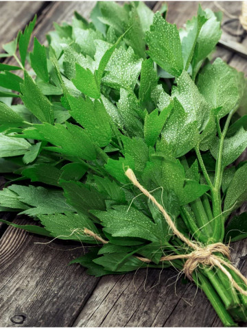 Leustean (120 seminte) planta perena aromata, Agrosem