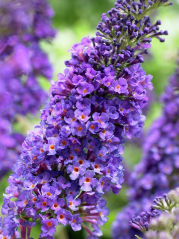 Liliac de vara Empire Blue, arbust ornamental de talie mare, cu flori grupate in panicule mari, intr-o combinatie superba de petale albastru intens si centrul portocaliu, Yurta