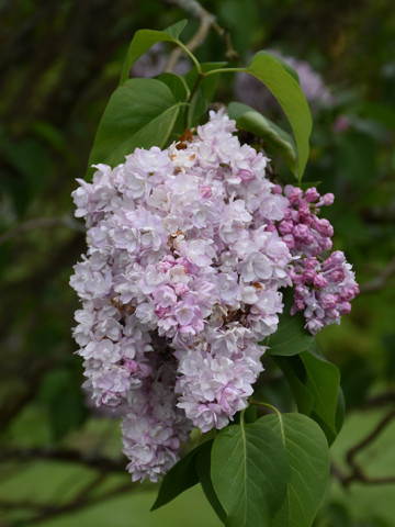 Liliac President Fallieres, arbust ornamental cu inflorescente bogate, cu flori duble, parfumate, de culoare violet, 1 arbust de 1,5-2 m inaltime, Yurta