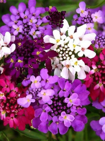 Lilicele (1 g), seminte de flori anuale parfumate Iberis umbellata, colorate in alb, roz si violet, Opal