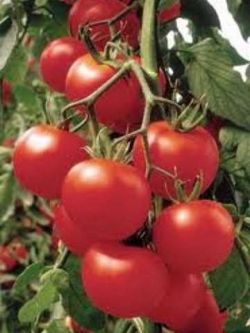 Lilos F1 - 1000 sem - Seminte de tomate cu fructe ferme uniforme de culoare rosu intens avand o greutate cuprinsa intre 140-200 grame/fruct ce rezista bine la transport si pastrare de la Rijk Zwaan