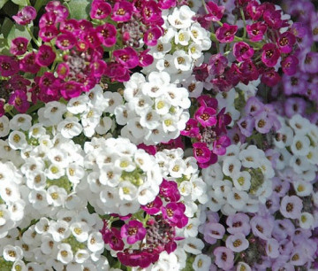 Lobularia Mix - Seminte Flori Lobularia Maritima de la Florian
