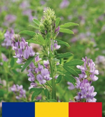 Lucerna romaneasca Sandra C1 (10 kg) seminte drajate soi romanesc, rezistenta la inghet, Fundulea, 4 Agro