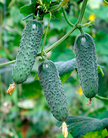 Madita F1 (50 seminte) castraveti tip cornichon partenocarpic cu autopolenizare cu flori 100% femele, 4 Agro
