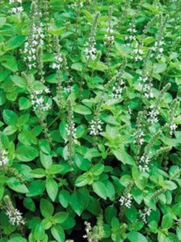Magheran (0.5 gr) seminte de maghiran, planta aromatica pentru condimentarea alimentelor, Agrosem