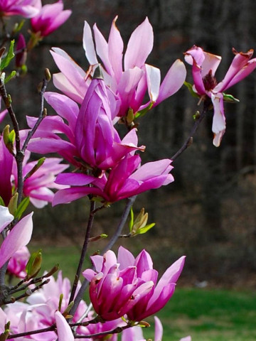 Magnolie Betty (ghiveci 2 L), flori foarte mari, intens parfumate, roz inchis la exterior si alb-roz la interior