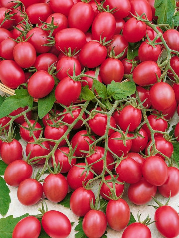 Malinowy Kapturek (30 seminte) de rosii cherry randament foarte mare, fructe de 7–8 g și sunt foarte gustoase, Seklos