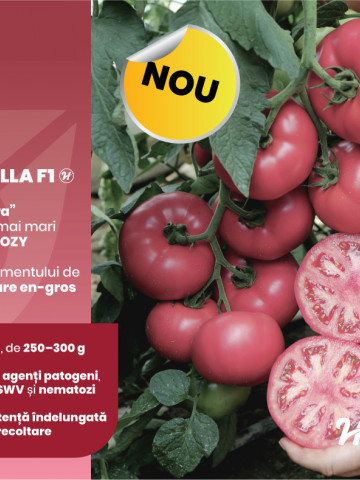 Manistella F1 (500 seminte) tomate de culoare roz, nedeterminate, rezistenta la crapare, Hazera