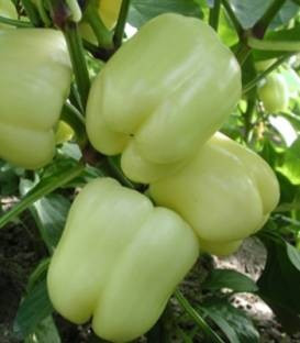 Marbella F1 (500 seminte) de ardei gras tip Blocky cu fructe uniforme pe toata perioada de recoltare culoare alb-galbui pulpa groasa si greutate de 180-230gr, Orosco