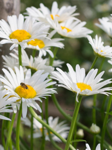 Margarete albe (0.4 gr) seminte de flori, Agrosem