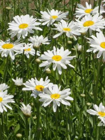 Margarete albe (0.75 gr) seminte flori, Horti Tops