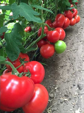 Matissimo F1 (500 seminte) tomate extratimpurii, Seminis
