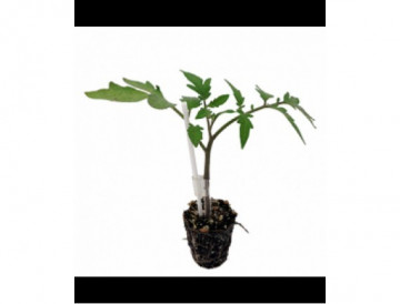 Maxifort (500 seminte) drajate de portaltoi tomate, De Ruiter Seeds