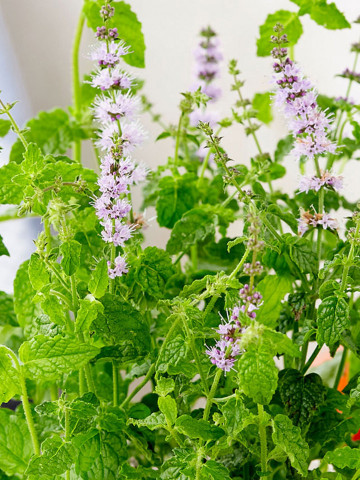 Mentha arvensis Strawberry (ghiveci 1 l), menta cu aroma de capsuni