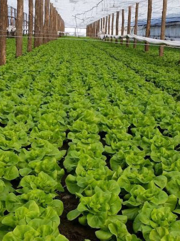 Meteore (5000 seminte) drajate de salata verde inchis, Syngenta